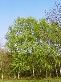 Fr&uuml;hling in Oberhausen 08.04.2004