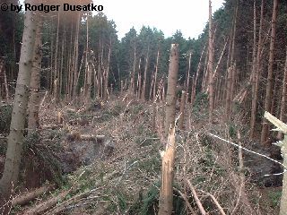 Schneise im Wald
