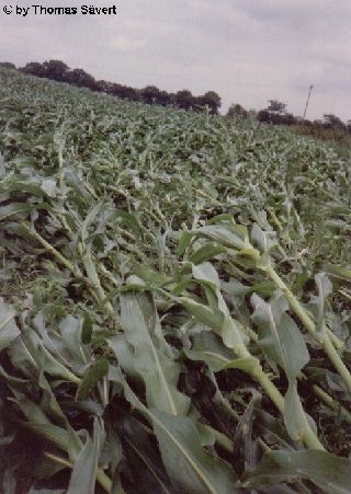 Tornado bei Neumünster 4