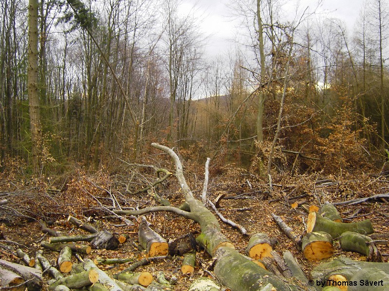 Meinborn 16