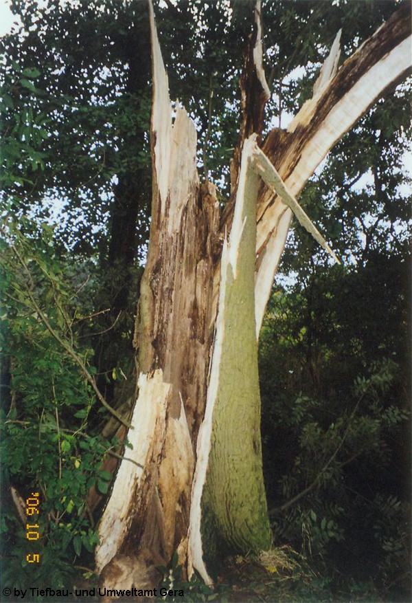 Gera 5
