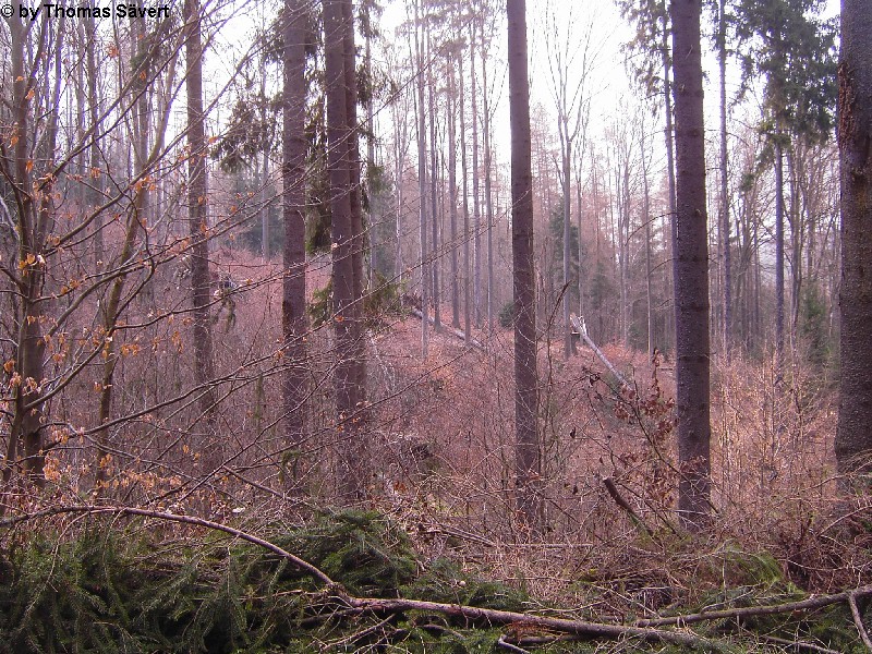 Michelsrombach 7