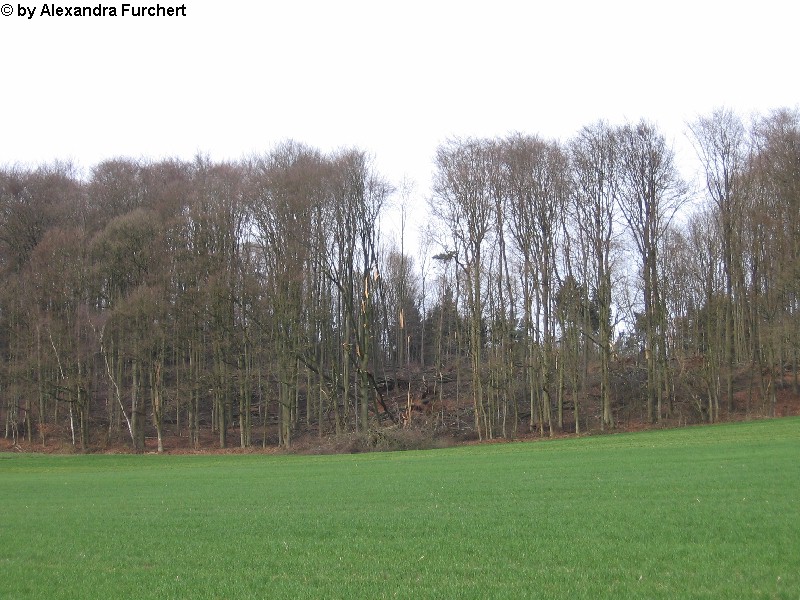 Sch�nbach 4630