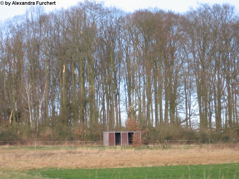 Sch�nbach 4636