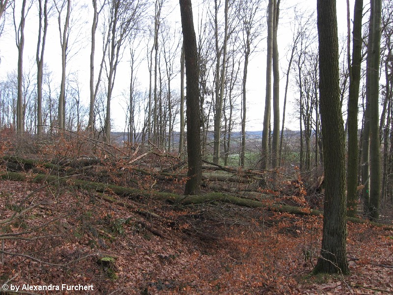 Sch�nbach 4643