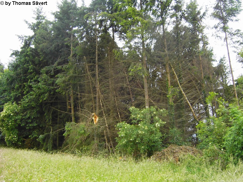 Pleiserhohn 10