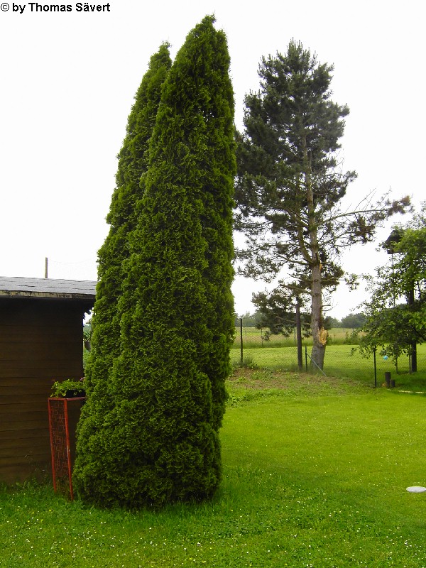 Pleiserhohn 2