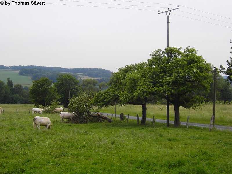 Pleiserhohn 3