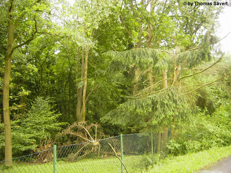Pleiserhohn 4