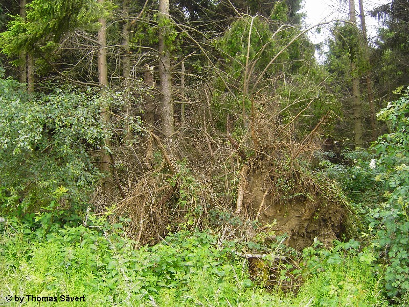 Pleiserhohn 8