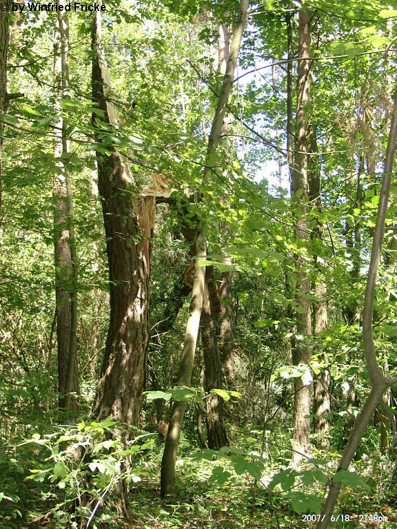 Baiersdorf 1