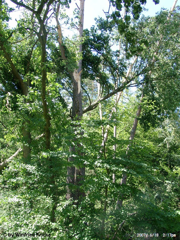 Baiersdorf 12