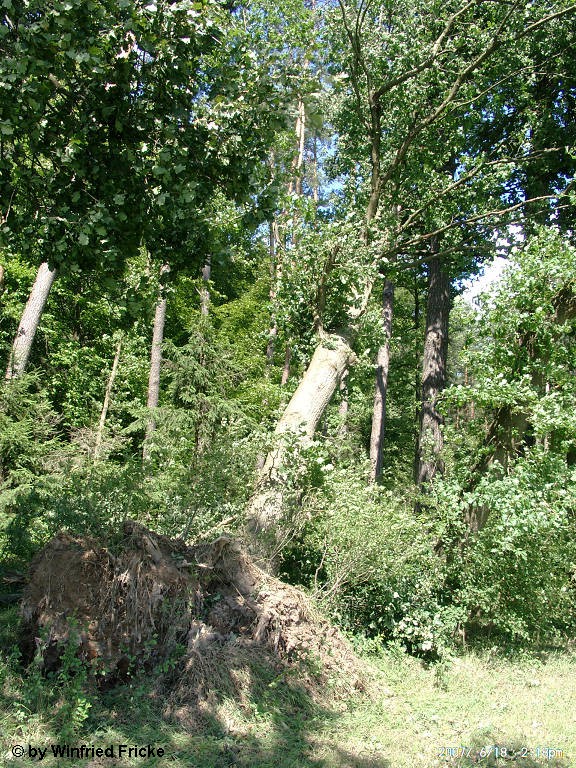 Baiersdorf 13