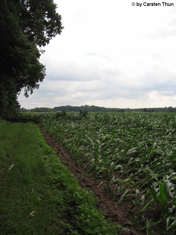 Tornadoschäden in Westertimke am 15.06.2007