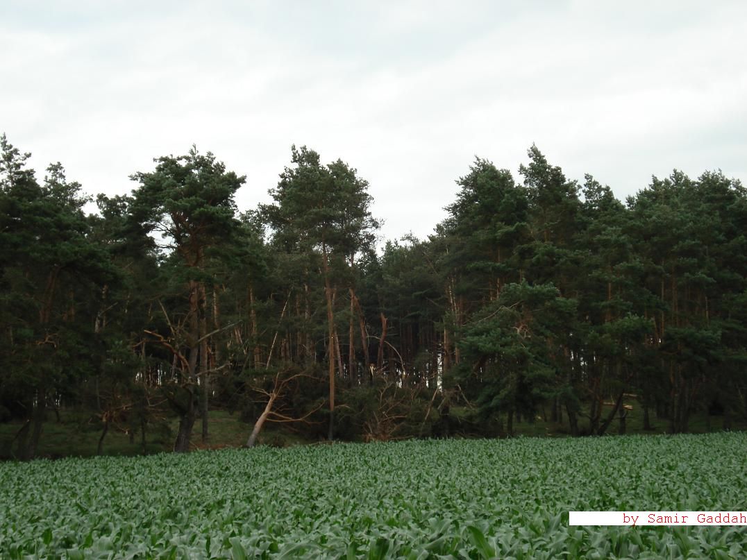 Gedelitz 14