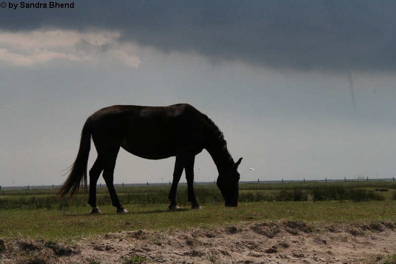 Juist 6